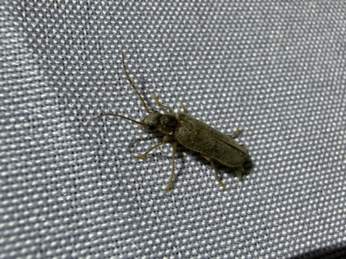 iNaturalist observation photo of Anorus