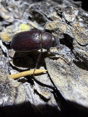 iNaturalist observation photo of Diplotaxis haydenii