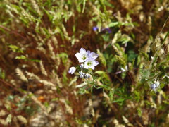 Gilia angelensis
