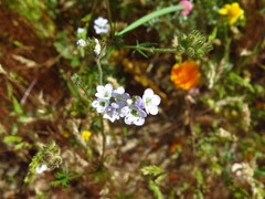 Gilia angelensis