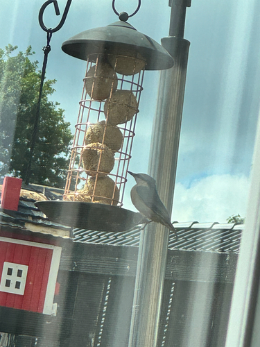 Eurasian Nuthatch