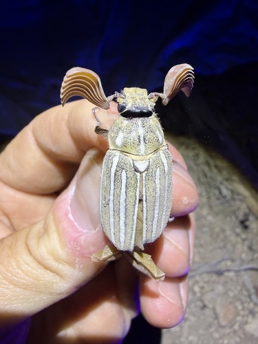 iNaturalist observation photo of Ten-lined June Beetle