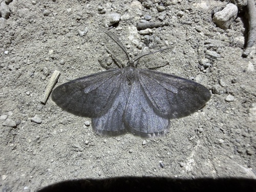 iNaturalist observation photo of Animomyia smithii