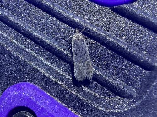 iNaturalist observation photo of Twirler Moths