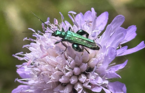 Thick-legged Flower Beetle