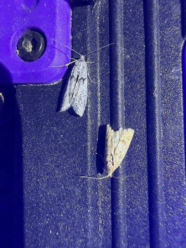iNaturalist observation photo of Butterflies and Moths