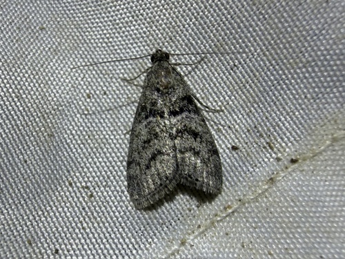 iNaturalist observation photo of Pyralid Snout Moths