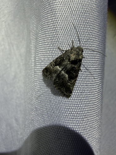 iNaturalist observation photo of Cutworm Moths and Allies