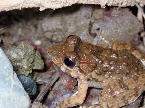 Limnonectes acanthi observed 2026-06-11