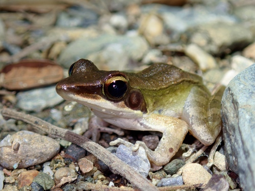 Calamianes Frog, Sanguirana sanguinea
