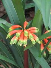 Clivia gardenii