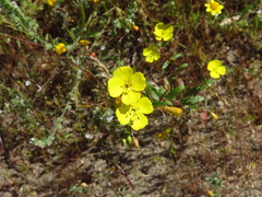 Camissoniopsis bistorta