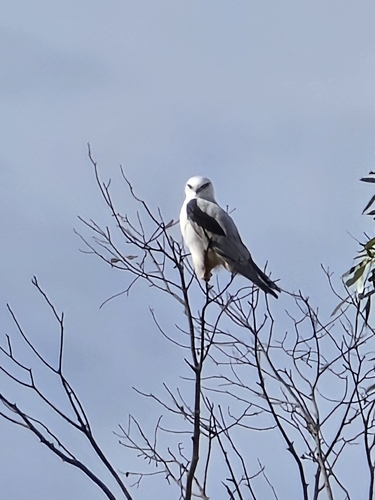 Black-shouldered Kite