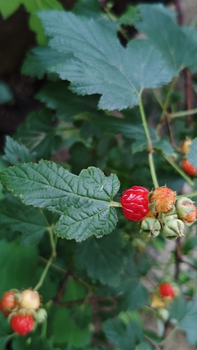 Korean Raspberry