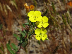 Camissoniopsis bistorta