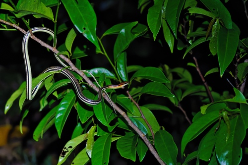 Leviton’s Bronze-back Tree Snake, Dendrelaphis levitoni