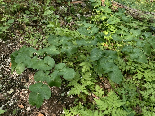 Opopanax chironium, photograph 1