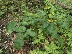 Opopanax chironium