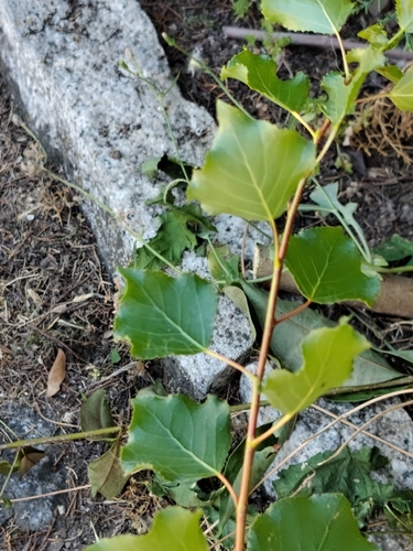 Black Poplar