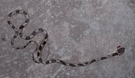 Baker's Cat-eyed Snake