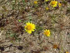 Lasthenia gracilis