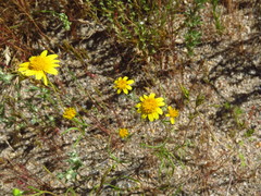Lasthenia gracilis