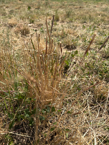 Aegilops cylindrica, photograph 4