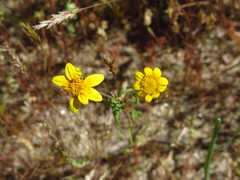 Lasthenia gracilis