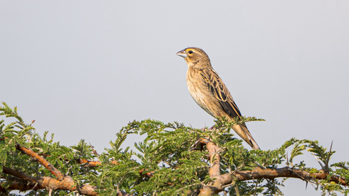 Marsh Widowbird