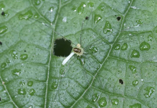 Leiobunum japonicum
