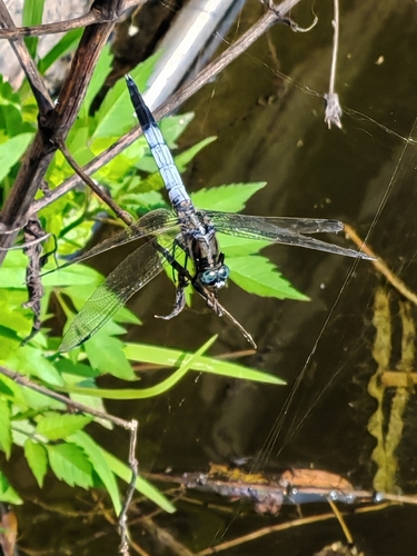 White-tailed Skimmer