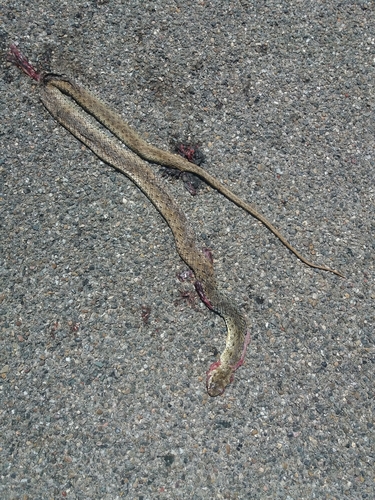 Western Montpellier Snake