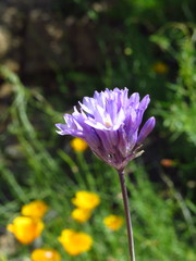 Dipterostemon capitatus