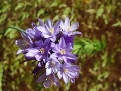 Dipterostemon capitatus