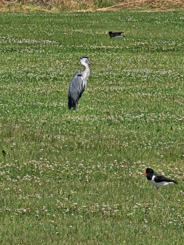 Grey Heron