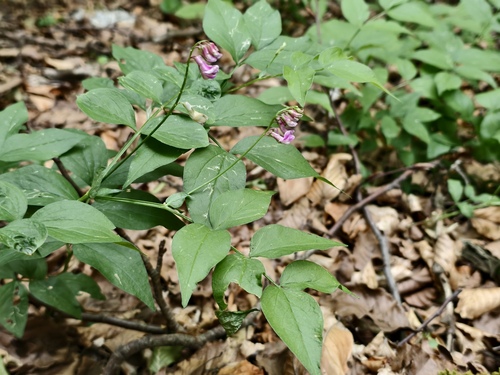 Lathyrus venetus