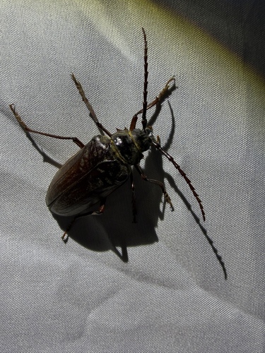 iNaturalist observation photo of California Root Borer