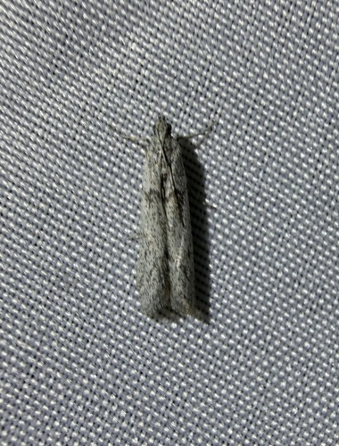iNaturalist observation photo of Phycitini