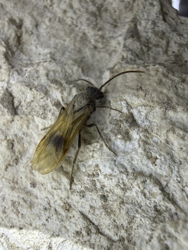iNaturalist observation photo of Velvet Ants
