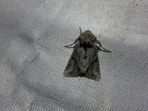 iNaturalist observation photo of Cutworms and Dart Moths