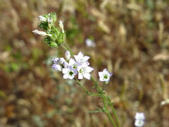 Gilia angelensis