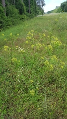 Polytaenia