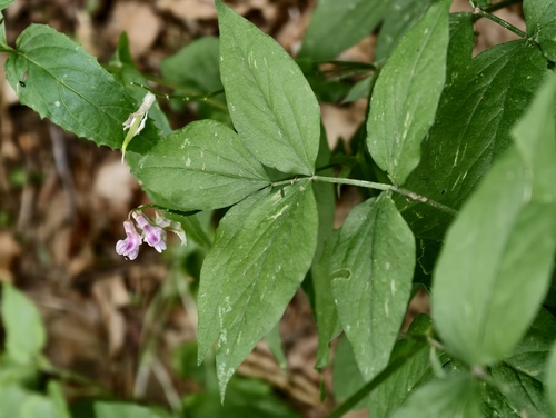 Lathyrus venetus, photograph 1