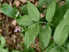 Lathyrus venetus, photograph (c) fmunoz, some rights reserved (CC BY)
