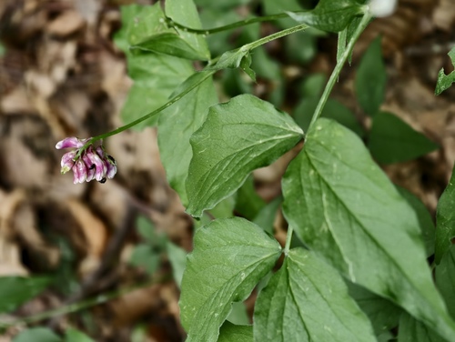 Lathyrus venetus, photograph 2