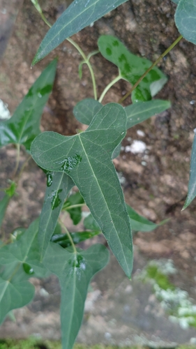 Cynanchum bungei