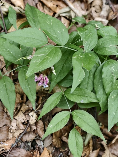 Lathyrus venetus, photograph 3