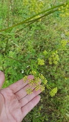Polytaenia