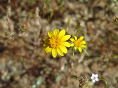Lasthenia gracilis