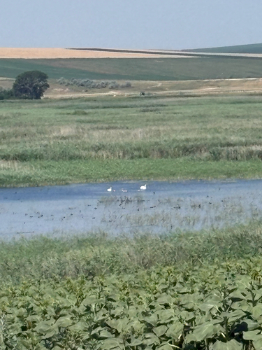 Mute Swan